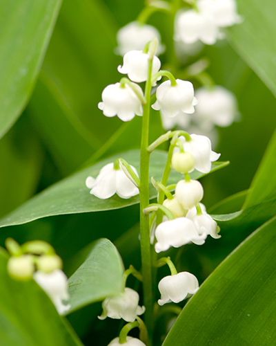 CONVALLARIA MAJALIS - 25 ks